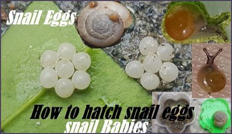 How to hatch snail eggs?